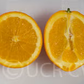 Fukumoto Navel Orange Budwood citrus plant material online shopping
