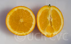 Fukumoto Navel Orange Budwood citrus plant material online shopping