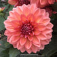 Nicholas Dahlia Plants online shopping