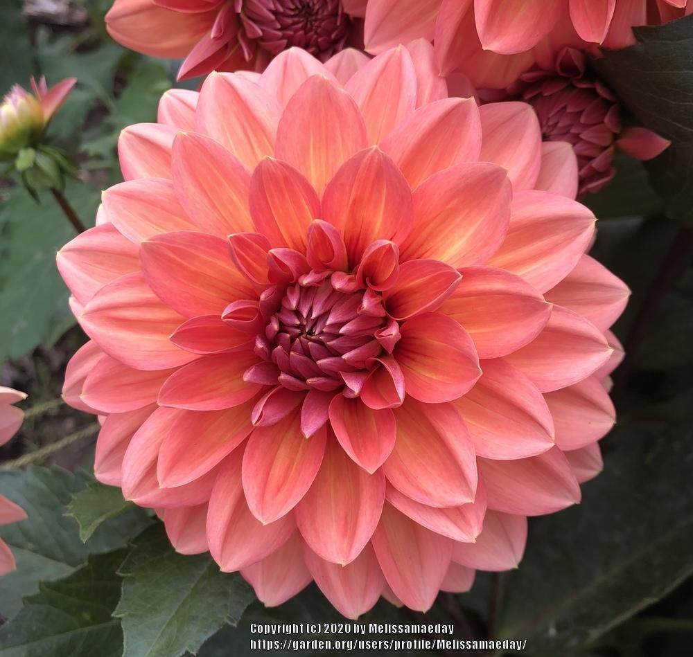Nicholas Dahlia Plants online shopping