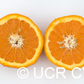 Orlando Tangelo Mandarin Budwood citrus plant material online shopping