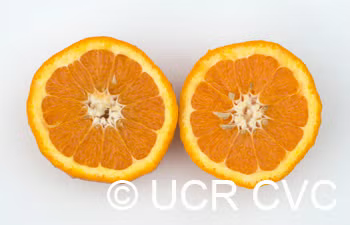 Orlando Tangelo Mandarin Budwood citrus plant material online shopping