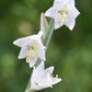 Flemish Tradition Hosta Plants online shopping