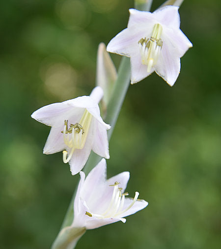 Flemish Tradition Hosta Plants online shopping