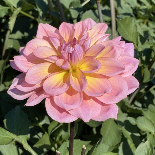 Lahaina Love Dahlia