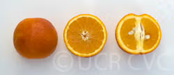 Sanguinello A Pignu Blood Orange Budwood citrus plant material online shopping