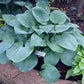 Rock Of Gibraltar Hosta Plants online shopping