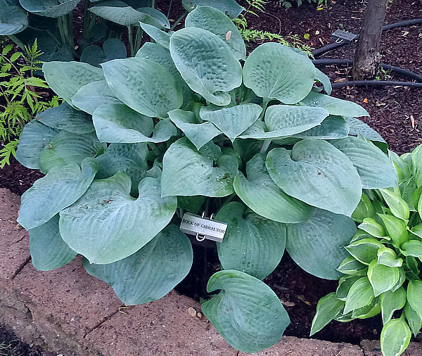 Rock Of Gibraltar Hosta Plants online shopping