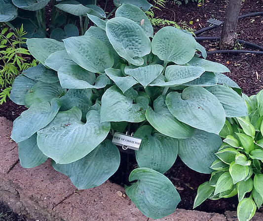 Rock Of Gibraltar Hosta Plants online shopping