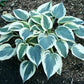 Great Escape Hosta Plants online shopping