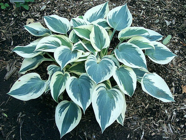Great Escape Hosta Plants online shopping