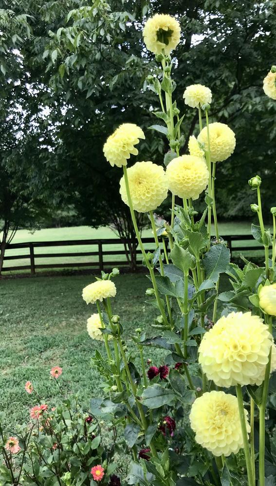 Clearview Daniel Dahlia