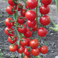 Sakura Organic Tomato