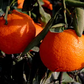 Kuno Wase Satsuma Mandarin Budwood citrus plant material online shopping