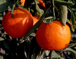 Kuno Wase Satsuma Mandarin Budwood citrus plant material online shopping
