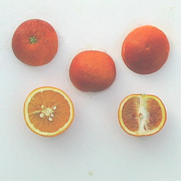 Ruby Blood Orange Budwood citrus plant material online shopping