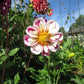 Bumble Rumble Dahlia Plants online shopping
