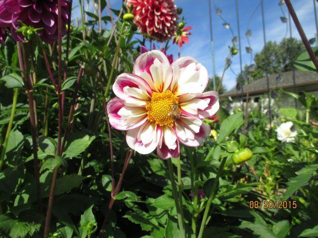 Bumble Rumble Dahlia Plants online shopping