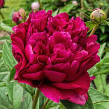 Paeonia Lactiflora Adolphe Rousseau