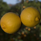 Marrakech Limonette Limetta Budwood citrus plant material online shopping