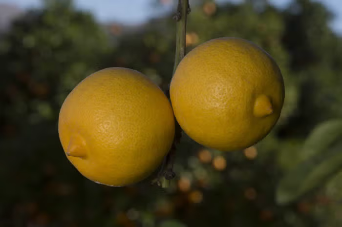 Marrakech Limonette Limetta Budwood citrus plant material online shopping