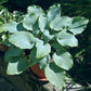 High Tide Hosta Plants online shopping