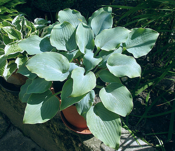 High Tide Hosta Plants online shopping