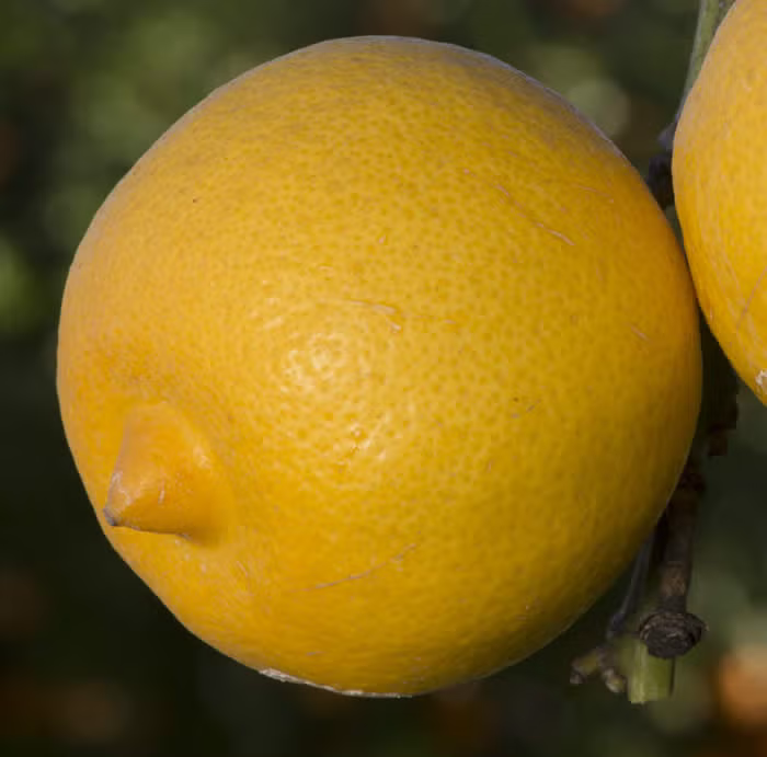 Marrakech Limonette Limetta Budwood citrus plant material online shopping
