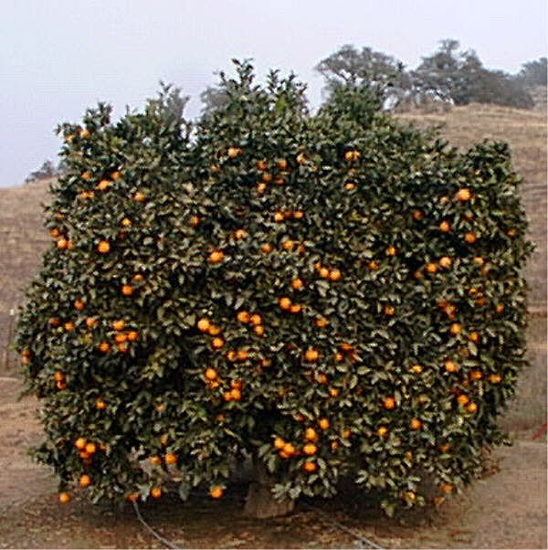 Rocky Hill Navel Orange Budwood citrus plant material online shopping