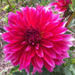 Raspberry Punch Dahlia