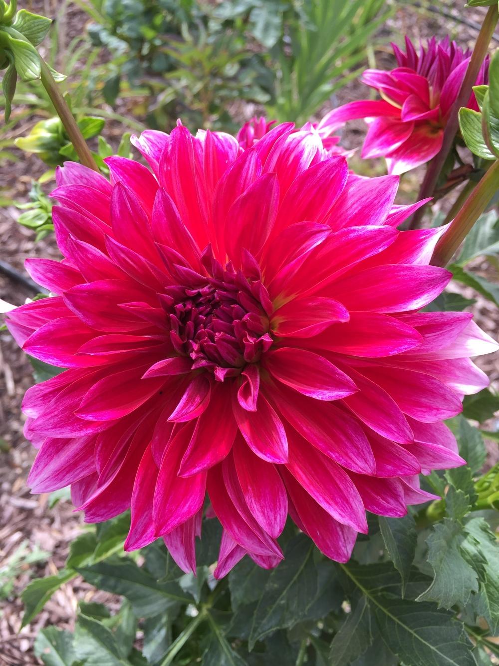 Raspberry Punch Dahlia