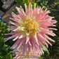 Clearview Jonas Dahlia Plants online shopping