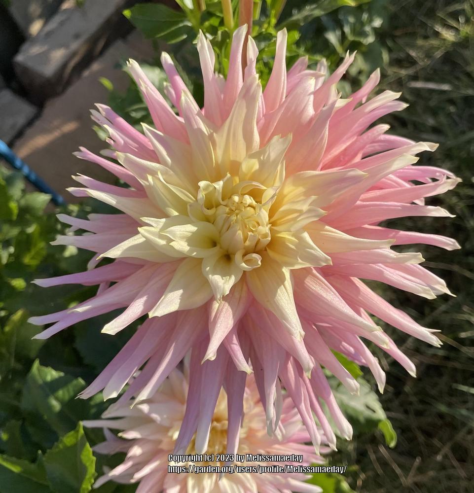 Clearview Jonas Dahlia Plants online shopping