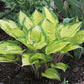 Volcano Island Hosta Plants online shopping