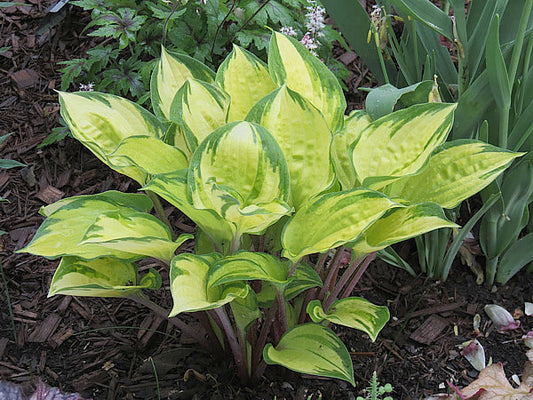 Volcano Island Hosta Plants online shopping