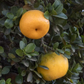 Chinotto Sour Orange Hybrid Budwood citrus plant material online shopping