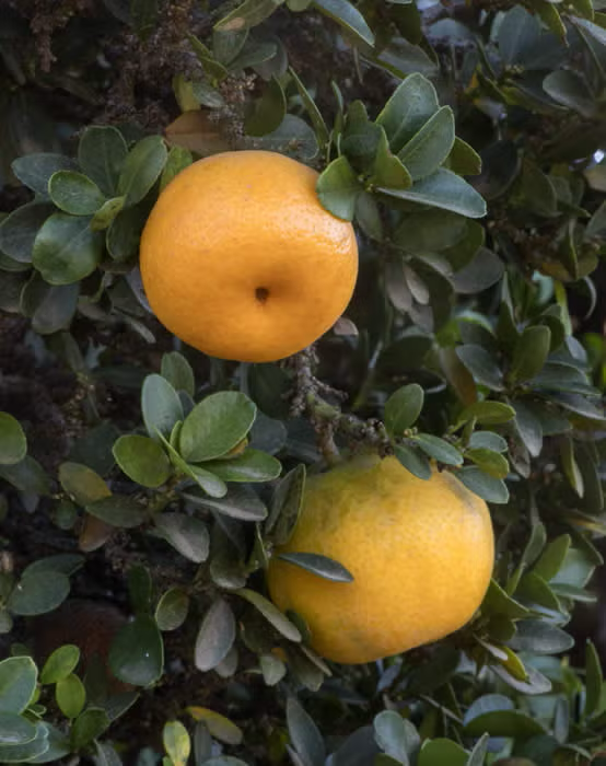 Chinotto Sour Orange Hybrid Budwood citrus plant material online shopping