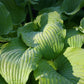 Great Lakes Gold Hosta Plants online shopping
