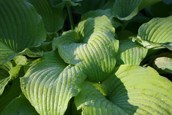 Great Lakes Gold Hosta Plants online shopping