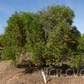 Cleopatra Mandarin Budwood citrus plant material online shopping