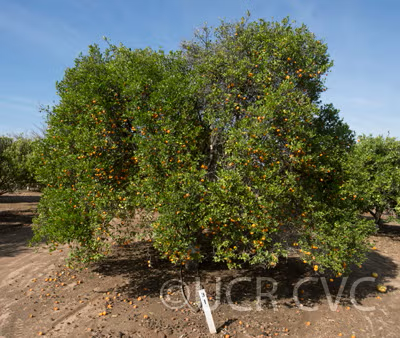 Cleopatra Mandarin Budwood citrus plant material online shopping