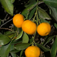 Koji Orange Mandarin Budwood citrus plant material online shopping