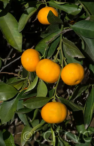 Koji Orange Mandarin Budwood citrus plant material online shopping
