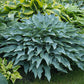 Yankee Blue Hosta Plants online shopping