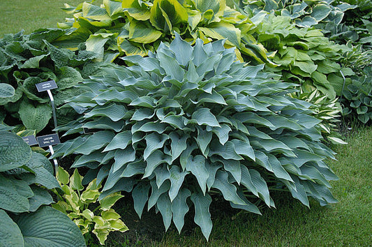 Yankee Blue Hosta Plants online shopping