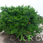 Koster Tangor Mandarin Budwood citrus plant material online shopping