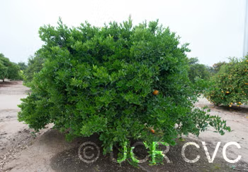 Koster Tangor Mandarin Budwood citrus plant material online shopping