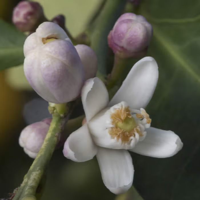 Millsweet Limetta Budwood citrus plant material online shopping