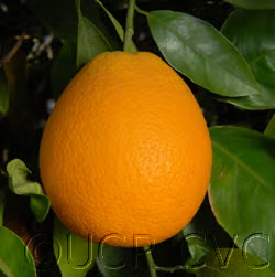 Midknight Valencia Orange Budwood citrus plant material online shopping