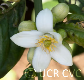 Cuban Shaddock Pummelo Budwood citrus plant material online shopping